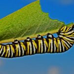 Caterpillar