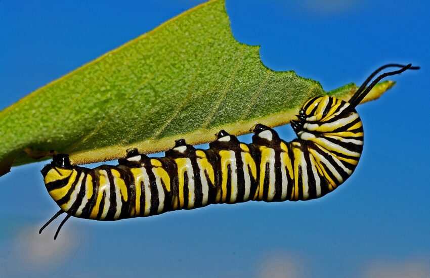 Caterpillar