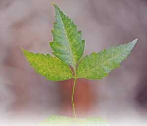 Indian Neem Leaf