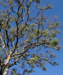 Neem Tree